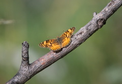 Phyciodes mylitta