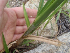 Cyperus mutisii