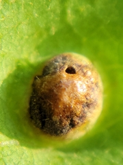 Callirhytis quercusfutilis