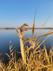 Phragmites australis