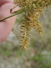 Cyperus mutisii