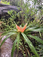 Freycinetia arborea