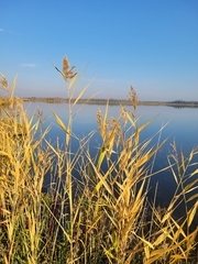 Phragmites australis