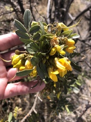 Sophora chrysophylla