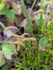 Diphasiastrum complanatum
