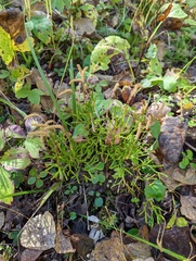 Diphasiastrum complanatum