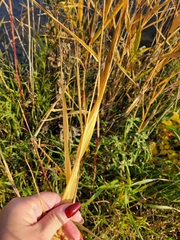 Phragmites australis