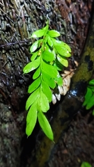 Tmesipteris lanceolata