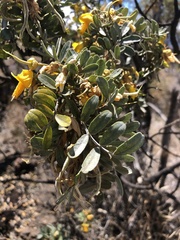 Sophora chrysophylla