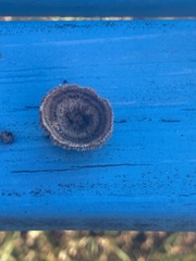 Gloeophyllaceae