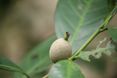 Atractocarpus sessilis