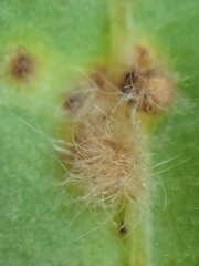 Neuroterus floccosus