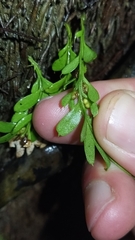 Tmesipteris lanceolata