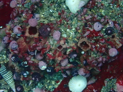 Pyura chilensis