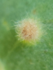 Neuroterus floccosus