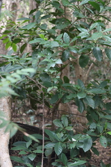 Atractocarpus sessilis