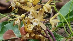 Erythrorchis cassythoides