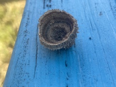 Gloeophyllaceae