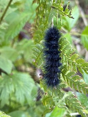Pyrrharctia isabella