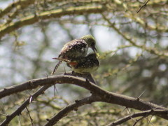 Trachyphonus darnaudii usambiro