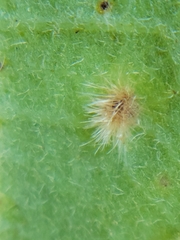 Neuroterus floccosus