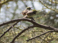 Trachyphonus darnaudii usambiro