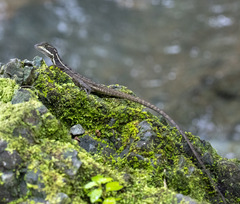 Basiliscus basiliscus