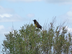 Pseudoleistes virescens