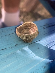 Gloeophyllaceae