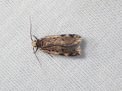 Hoplostega ochroma