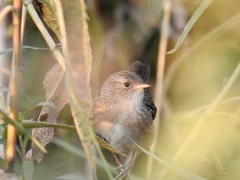 Cistothorus stellaris