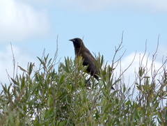 Pseudoleistes virescens