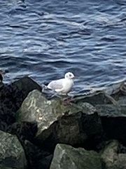 Chroicocephalus ridibundus