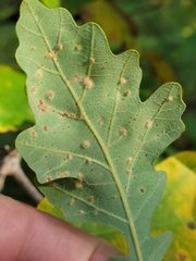 Neuroterus floccosus