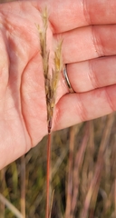 Andropogon hallii