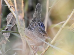 Cistothorus stellaris