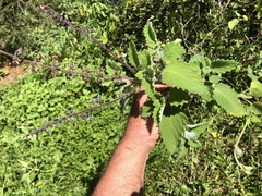 Coleus habrophyllus