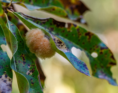 Neuroterus laurifoliae