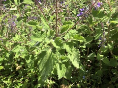 Coleus habrophyllus