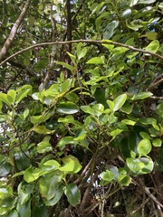 Griselinia littoralis