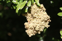 Eriophyes paratrophis