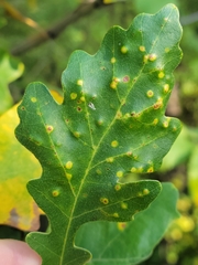 Neuroterus floccosus