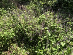 Coleus habrophyllus