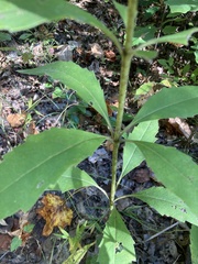 Silphium asteriscus trifoliatum