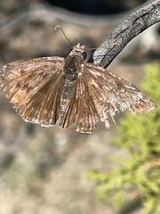 Erynnis tristis