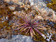 Lysipomia multiflora