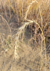 Elymus canadensis