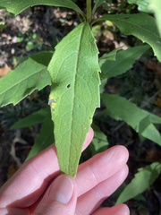 Silphium asteriscus trifoliatum