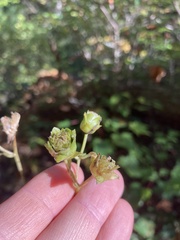 Silphium asteriscus trifoliatum