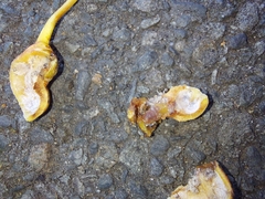 Pemphigus spyrothecae